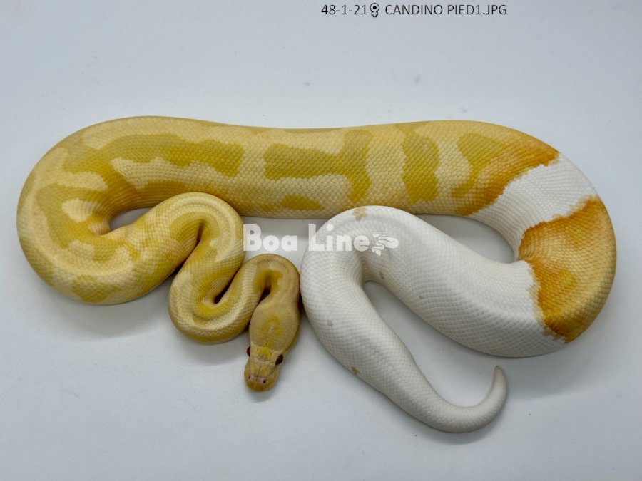 CANDINO PIED